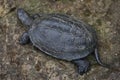 European pond turtle (Emys orbicularis). Royalty Free Stock Photo
