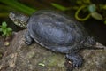 European pond turtle (Emys orbicularis). Royalty Free Stock Photo