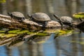European pond turtles sunbathing on a piece of wood in a pond Royalty Free Stock Photo