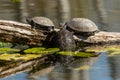 European pond turtles sunbathing on a piece of wood in a pond Royalty Free Stock Photo