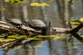 European pond turtles sunbathing on a piece of wood in a pond Royalty Free Stock Photo