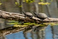 European pond turtles sunbathing on a piece of wood in a pond Royalty Free Stock Photo