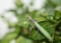 European Praying Mantis, Mantis Religiosa Royalty Free Stock Photo