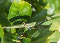 European Praying Mantis, Mantis Religiosa Royalty Free Stock Photo