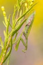 praying Mantis ambush predator yellow flower Royalty Free Stock Photo