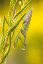 Mantis ambush predator yellow flower Royalty Free Stock Photo