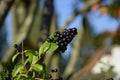 European privet berries in autumn Royalty Free Stock Photo