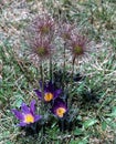 European Purple Pasque Flower