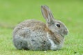 European Rabbit Royalty Free Stock Photo