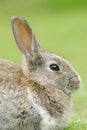 European Rabbit