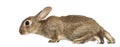 European rabbit or common rabbit, 2 months old Royalty Free Stock Photo