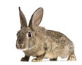 European rabbit or common rabbit, 3 months old Royalty Free Stock Photo