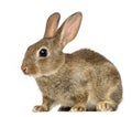 European rabbit or common rabbit, 2 months old Royalty Free Stock Photo