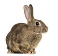 European rabbit or common rabbit, 3 months old Royalty Free Stock Photo