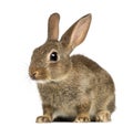 European rabbit or common rabbit, 2 months old Royalty Free Stock Photo