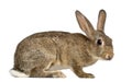 European rabbit or common rabbit, 3 months old Royalty Free Stock Photo