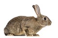 European rabbit or common rabbit, 3 months old Royalty Free Stock Photo