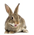 European rabbit or common rabbit smiling, 2 months old, Oryctolagus cuniculus against white background