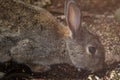 European rabbit eating on the forest floor. Royalty Free Stock Photo