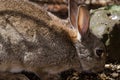 European rabbit eating on the forest floor. Royalty Free Stock Photo
