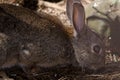 European rabbit eating on the forest floor. Royalty Free Stock Photo