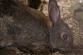 European rabbit eating on the forest floor. Royalty Free Stock Photo