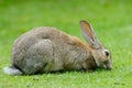 European Rabbit eating grass