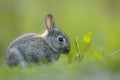European rabbit eating the green leaves Royalty Free Stock Photo