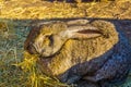 European rabbit eating hay in closeup, animal feeding, popular domesticated bun Royalty Free Stock Photo
