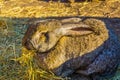 European rabbit eating hay in closeup, animal feeding, popular domesticated bun