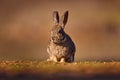 European Rabbit, Oryctolagus cuniculus algirus,  Parque Natural Sierra de Anduja. Cute animal in the nature habitat. Hare, orange Royalty Free Stock Photo