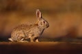 European Rabbit, Oryctolagus cuniculus algirus,  Parque Natural Sierra de Anduja. Cute animal in the nature habitat. Hare, orange Royalty Free Stock Photo