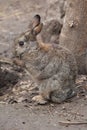 European rabbit (Oryctolagus cuniculus). Royalty Free Stock Photo