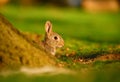 European Rabbit (Oryctolagus cuniculus) behind the tree Royalty Free Stock Photo