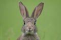 European rabbit (Oryctolagus cuniculus) Royalty Free Stock Photo