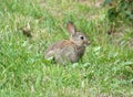 Rabbits, the wild ones too, look always cute Royalty Free Stock Photo