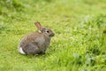 European Rabbit - Oryctolagus cuniculus