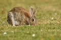 European Rabbit - Oryctolagus cuniculus eating on the grass Royalty Free Stock Photo