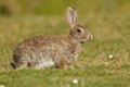 European Rabbit - Oryctolagus cuniculus eating on the grass Royalty Free Stock Photo