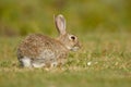 European Rabbit - Oryctolagus cuniculus eating on the grass Royalty Free Stock Photo