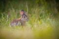 European Rabbit, Oryctolagus cuniculus Royalty Free Stock Photo