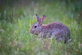 European Rabbit, Oryctolagus cuniculus Royalty Free Stock Photo