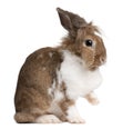 European Rabbit, Oryctolagus cuniculus, sitting