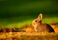 European Rabbit (Oryctolagus cuniculus) in sunset Royalty Free Stock Photo