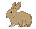 European Rabbit vector illustration Royalty Free Stock Photo