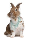 European Rabbit wearing pearl necklaces Royalty Free Stock Photo