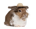 European Rabbit wearing a straw hat Royalty Free Stock Photo