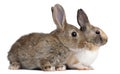 European Rabbits, Oryctolagus cuniculus, sitting