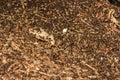 European red ants swarming over forest floor Royalty Free Stock Photo