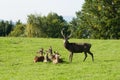 European red deer group on a green meadow